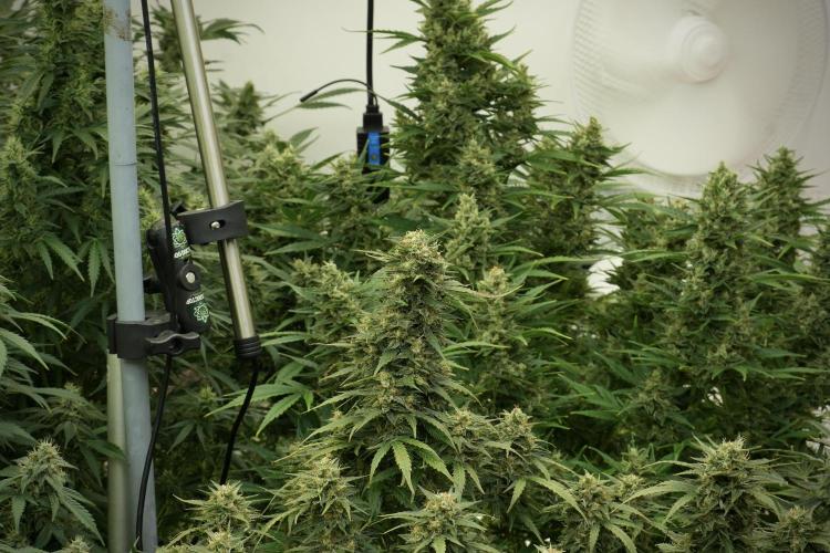Lemon Cherry Gelato YumYum. Week 12 - Lemon Cherry Gelato 12-12 from seed 