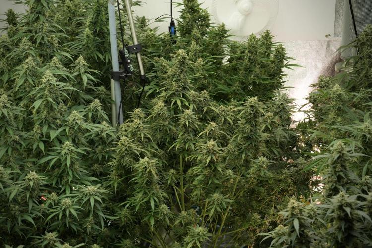 Lemon Cherry Gelato YumYum. Week 12 - Lemon Cherry Gelato 12-12 from seed 