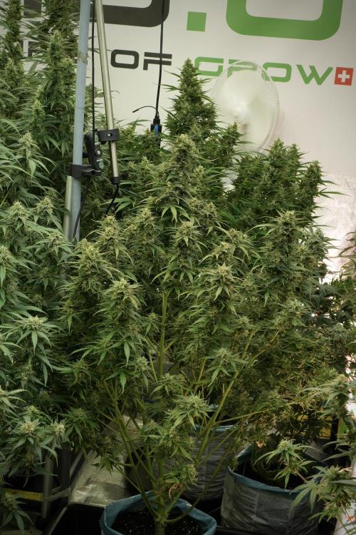 Lemon Cherry Gelato YumYum. Week 12 - Lemon Cherry Gelato 12-12 from seed 