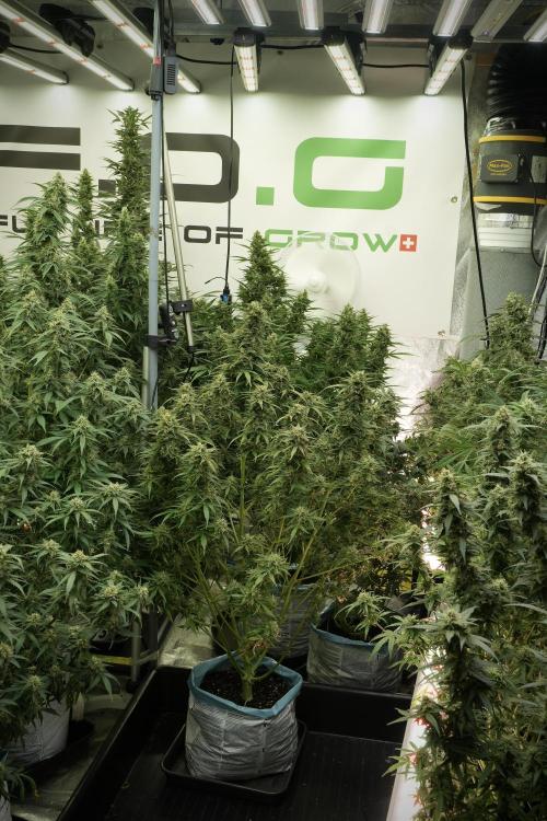 Lemon Cherry Gelato YumYum. Week 12 - Lemon Cherry Gelato 12-12 from seed 