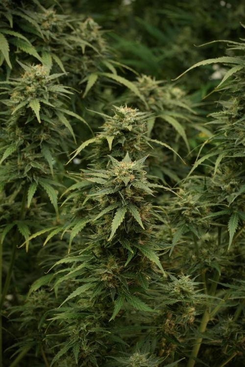 Lemon Cherry Gelato YumYum. Week 12 - Lemon Cherry Gelato 12-12 from seed 