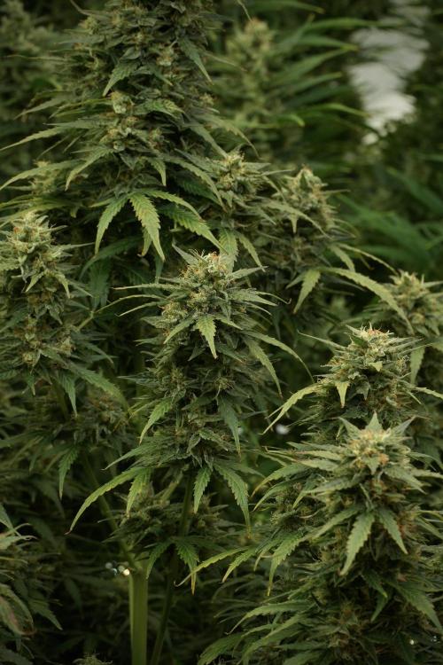 Lemon Cherry Gelato YumYum. Week 12 - Lemon Cherry Gelato 12-12 from seed 