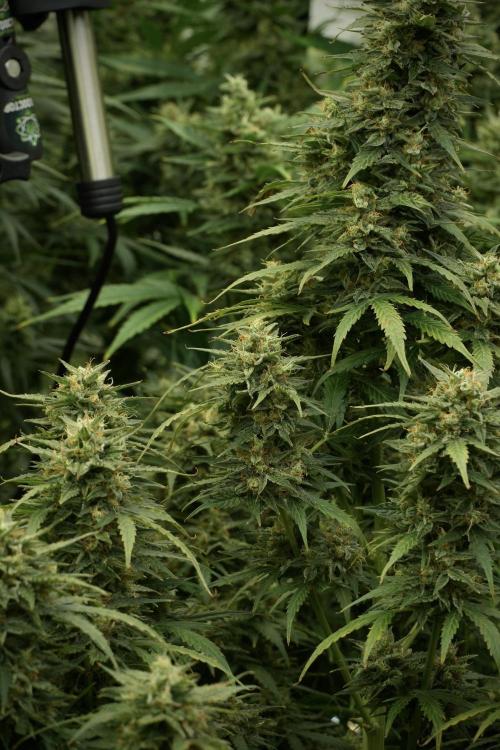 Lemon Cherry Gelato YumYum. Week 12 - Lemon Cherry Gelato 12-12 from seed 
