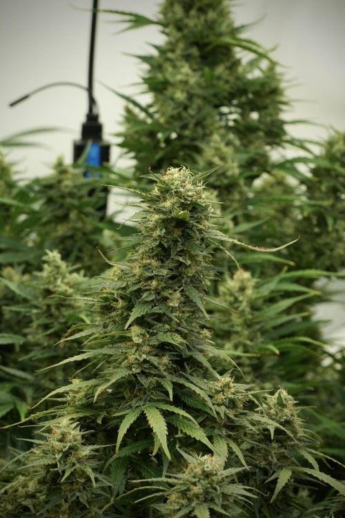 Lemon Cherry Gelato YumYum. Week 12 - Lemon Cherry Gelato 12-12 from seed 