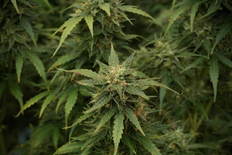 Lemon Cherry Gelato YumYum. Week 12 - Lemon Cherry Gelato 12-12 from seed 