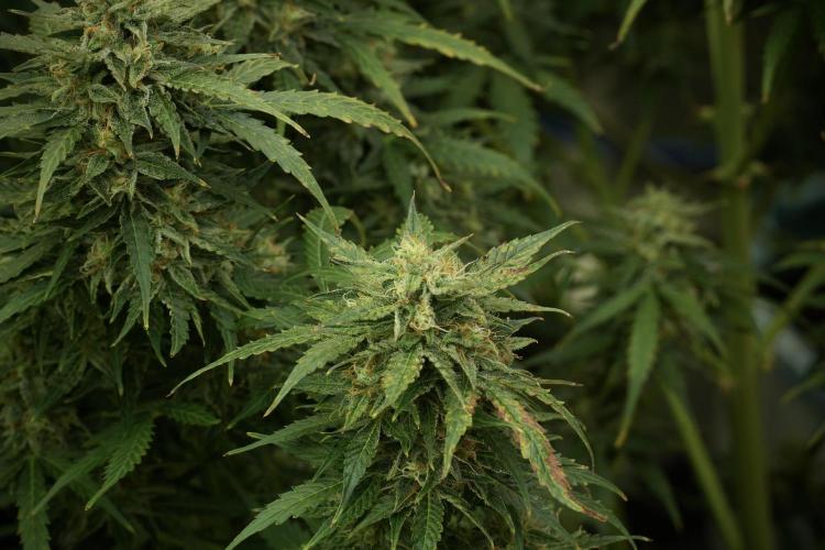 Lemon Cherry Gelato YumYum. Week 12 - Lemon Cherry Gelato 12-12 from seed 