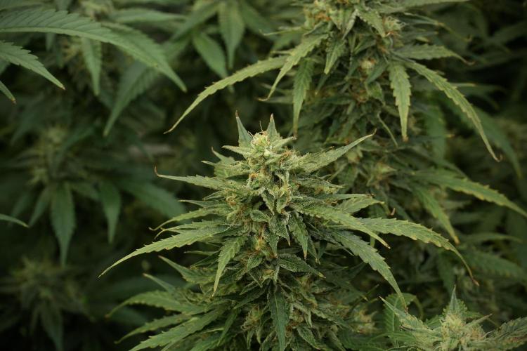 Lemon Cherry Gelato YumYum. Week 12 - Lemon Cherry Gelato 12-12 from seed 