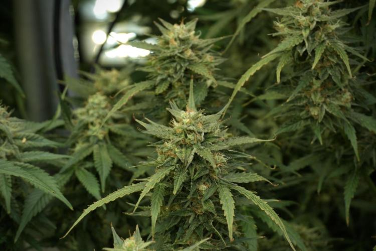 Lemon Cherry Gelato YumYum. Week 12 - Lemon Cherry Gelato 12-12 from seed 
