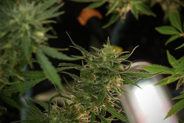 Lemon Cherry Gelato YumYum. Week 12 - Lemon Cherry Gelato 12-12 from seed 