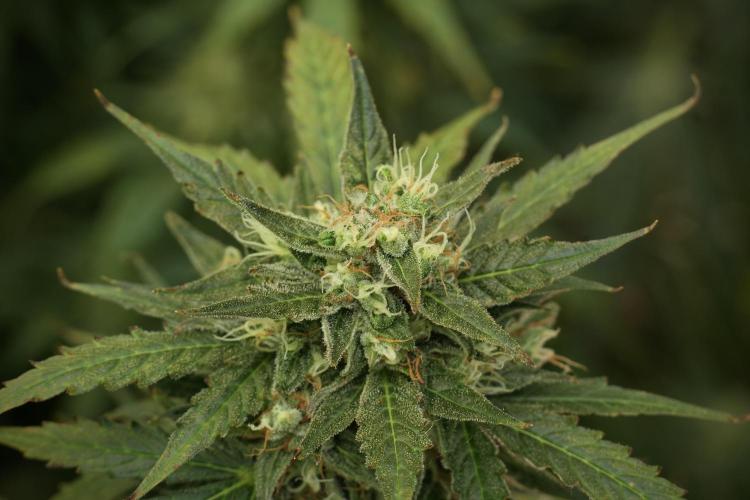 Lemon Cherry Gelato YumYum. Week 12 - Lemon Cherry Gelato 12-12 from seed 