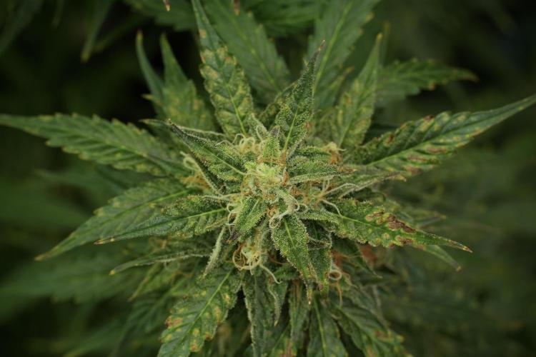 Lemon Cherry Gelato YumYum. Week 12 - Lemon Cherry Gelato 12-12 from seed 