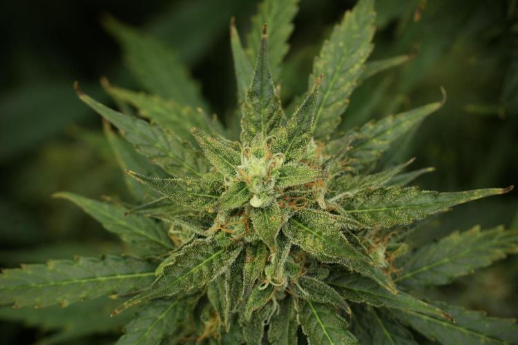 Lemon Cherry Gelato YumYum. Week 12 - Lemon Cherry Gelato 12-12 from seed 