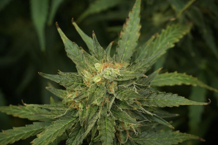 Lemon Cherry Gelato YumYum. Week 12 - Lemon Cherry Gelato 12-12 from seed 