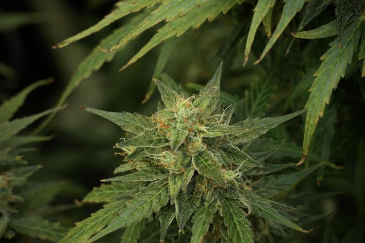 Lemon Cherry Gelato YumYum. Week 12 - Lemon Cherry Gelato 12-12 from seed 