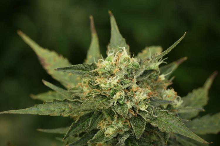 Lemon Cherry Gelato YumYum. Week 12 - Lemon Cherry Gelato 12-12 from seed 