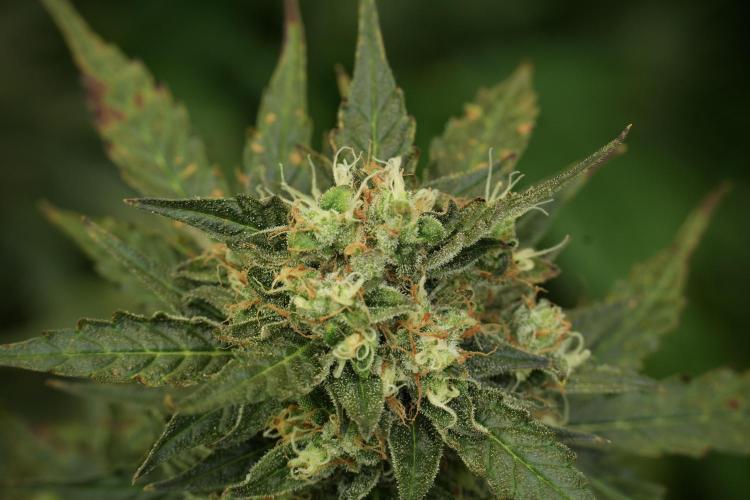 Lemon Cherry Gelato YumYum. Week 12 - Lemon Cherry Gelato 12-12 from seed 