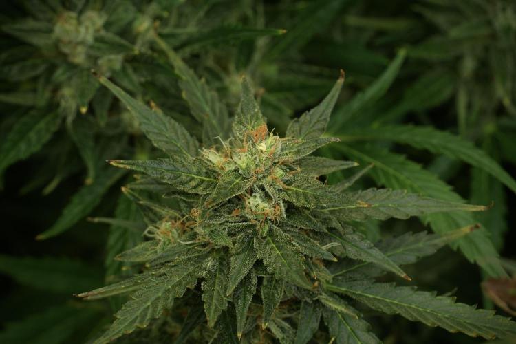 Lemon Cherry Gelato YumYum. Week 12 - Lemon Cherry Gelato 12-12 from seed 