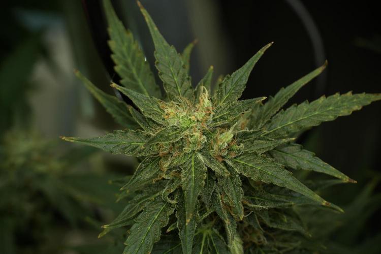 Lemon Cherry Gelato YumYum. Week 12 - Lemon Cherry Gelato 12-12 from seed 
