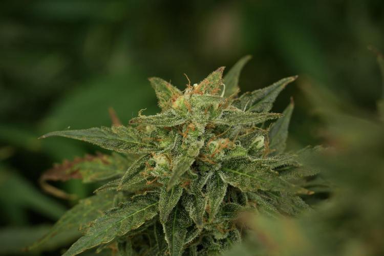 Lemon Cherry Gelato YumYum. Week 12 - Lemon Cherry Gelato 12-12 from seed 