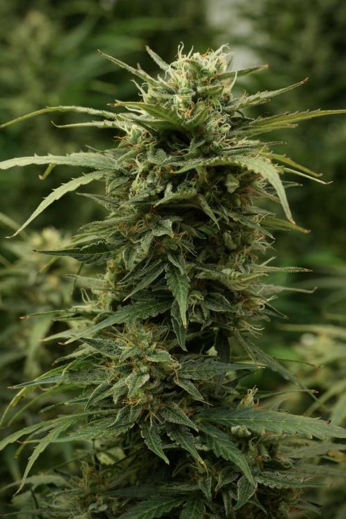 Lemon Cherry Gelato YumYum. Week 12 - Lemon Cherry Gelato 12-12 from seed 