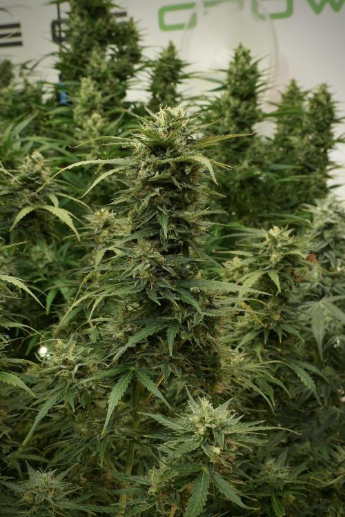 Lemon Cherry Gelato YumYum. Week 12 - Lemon Cherry Gelato 12-12 from seed 