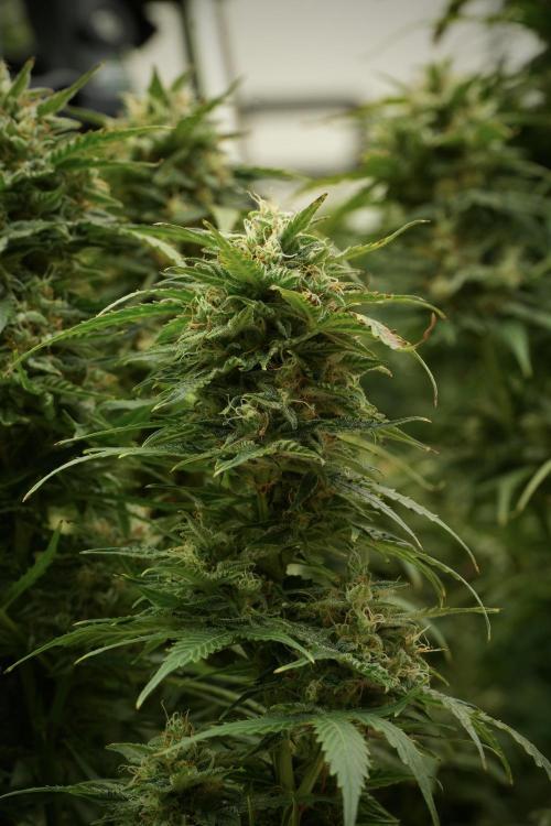 Lemon Cherry Gelato YumYum. Week 12 - Lemon Cherry Gelato 12-12 from seed 
