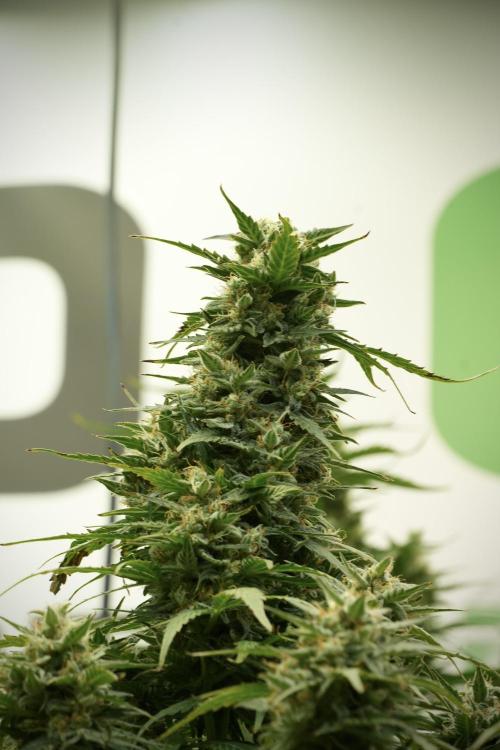 Lemon Cherry Gelato YumYum. Week 12 - Lemon Cherry Gelato 12-12 from seed 