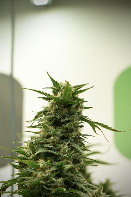 Lemon Cherry Gelato YumYum. Week 12 - Lemon Cherry Gelato 12-12 from seed 