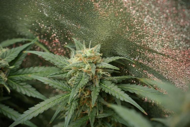 Lemon Cherry Gelato YumYum. Week 12 - Lemon Cherry Gelato 12-12 from seed 