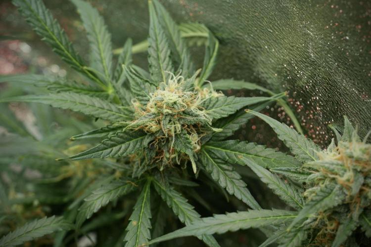 Lemon Cherry Gelato YumYum. Week 12 - Lemon Cherry Gelato 12-12 from seed 