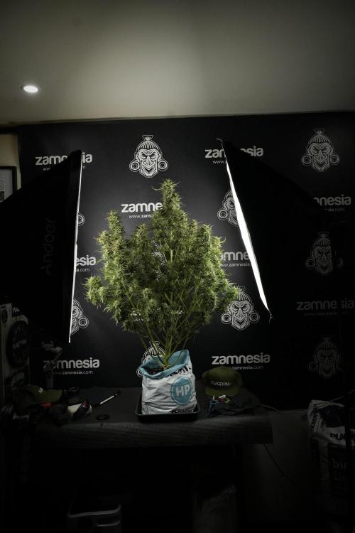 Lemon Cherry Gelato YumYum. Week 12 - One of the Lemon Cherry Gelato Harvest Day