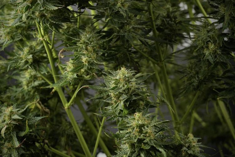 Lemon Cherry Gelato YumYum. Week 12 - One of the Lemon Cherry Gelato Harvest Day