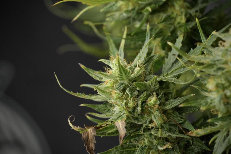 Lemon Cherry Gelato YumYum. Week 12 - One of the Lemon Cherry Gelato Harvest Day