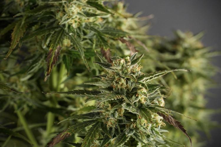 Lemon Cherry Gelato YumYum. Week 12 - One of the Lemon Cherry Gelato Harvest Day