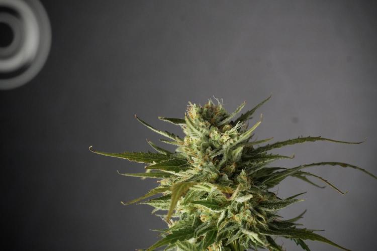 Lemon Cherry Gelato YumYum. Week 12 - One of the Lemon Cherry Gelato Harvest Day