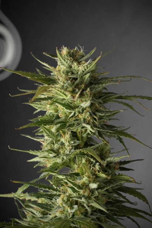 Lemon Cherry Gelato YumYum. Week 12 - One of the Lemon Cherry Gelato Harvest Day