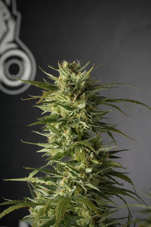 Lemon Cherry Gelato YumYum. Week 12 - One of the Lemon Cherry Gelato Harvest Day