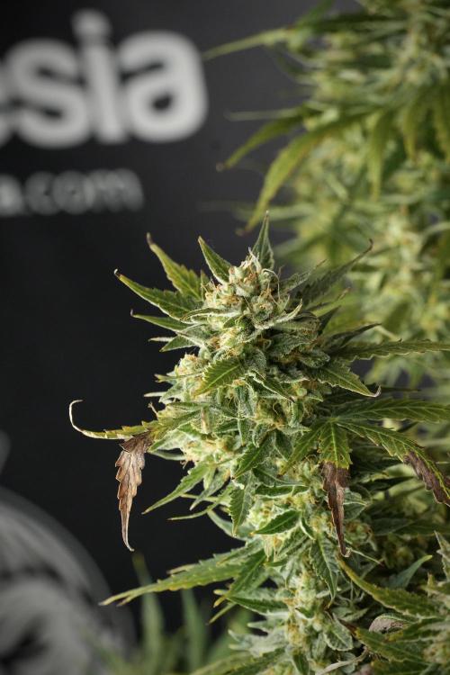 Lemon Cherry Gelato YumYum. Week 12 - One of the Lemon Cherry Gelato Harvest Day
