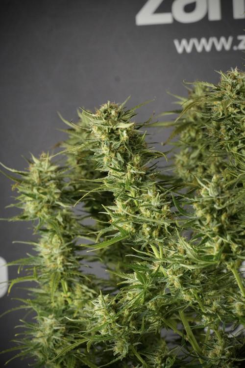Lemon Cherry Gelato YumYum. Week 12 - One of the Lemon Cherry Gelato Harvest Day