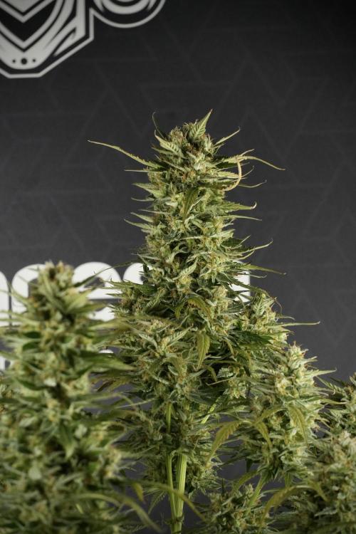 Lemon Cherry Gelato YumYum. Week 12 - One of the Lemon Cherry Gelato Harvest Day