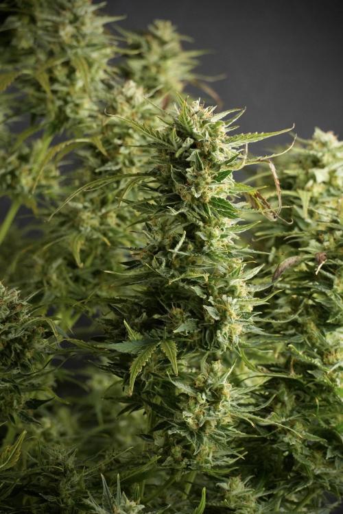 Lemon Cherry Gelato YumYum. Week 12 - One of the Lemon Cherry Gelato Harvest Day