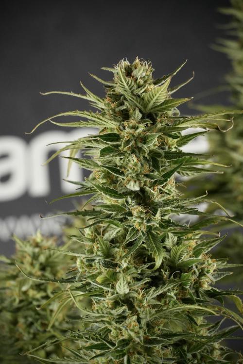 Lemon Cherry Gelato YumYum. Week 12 - One of the Lemon Cherry Gelato Harvest Day