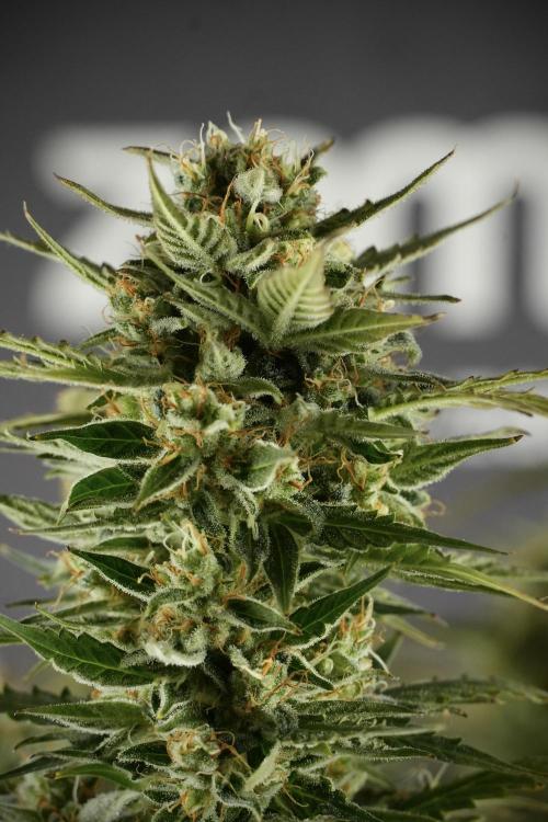 Lemon Cherry Gelato YumYum. Week 12 - One of the Lemon Cherry Gelato Harvest Day