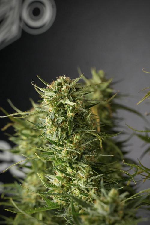 Lemon Cherry Gelato YumYum. Week 12 - One of the Lemon Cherry Gelato Harvest Day