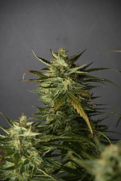 Lemon Cherry Gelato YumYum. Week 12 - One of the Lemon Cherry Gelato Harvest Day