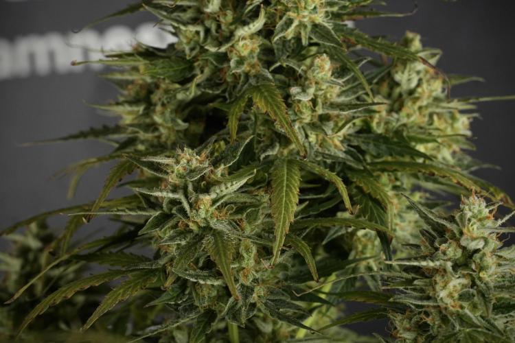 Lemon Cherry Gelato YumYum. Week 12 - One of the Lemon Cherry Gelato Harvest Day