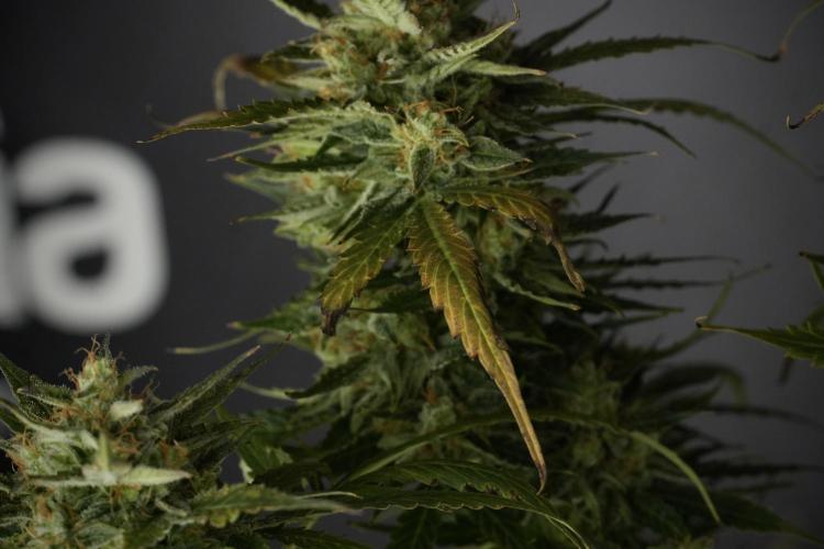 Lemon Cherry Gelato YumYum. Week 12 - One of the Lemon Cherry Gelato Harvest Day