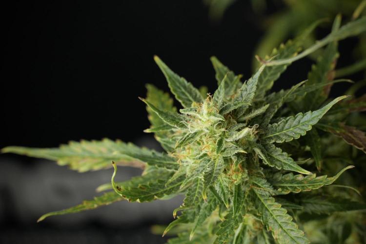 Lemon Cherry Gelato YumYum. Week 12 - One of the Lemon Cherry Gelato Harvest Day