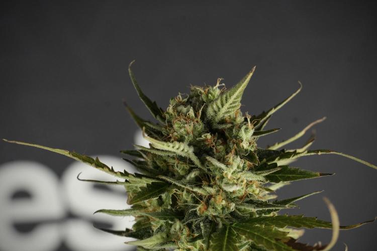 Lemon Cherry Gelato YumYum. Week 12 - One of the Lemon Cherry Gelato Harvest Day