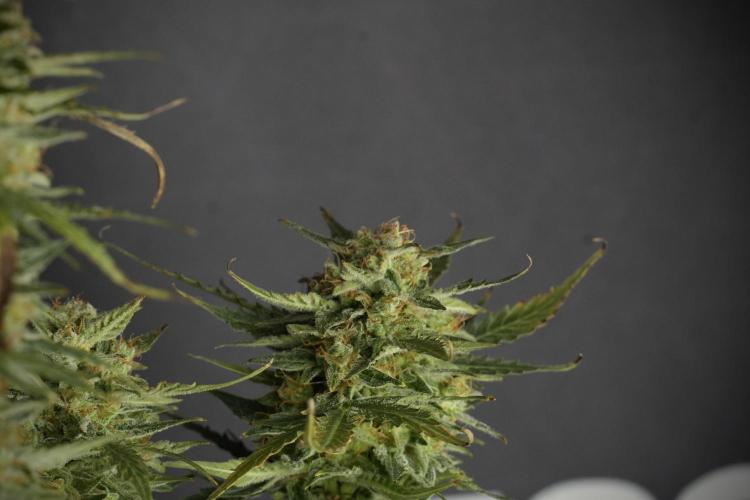 Lemon Cherry Gelato YumYum. Week 12 - One of the Lemon Cherry Gelato Harvest Day
